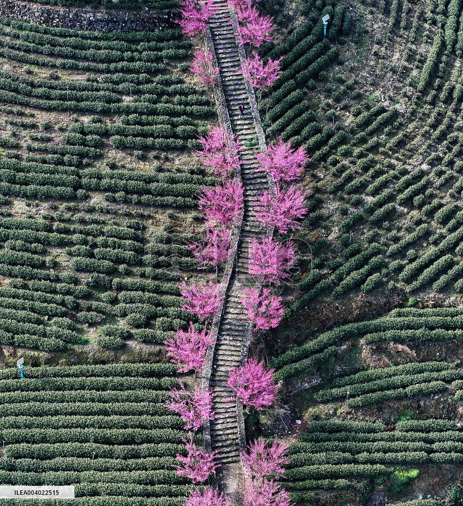 Tea Plantation in Yichang