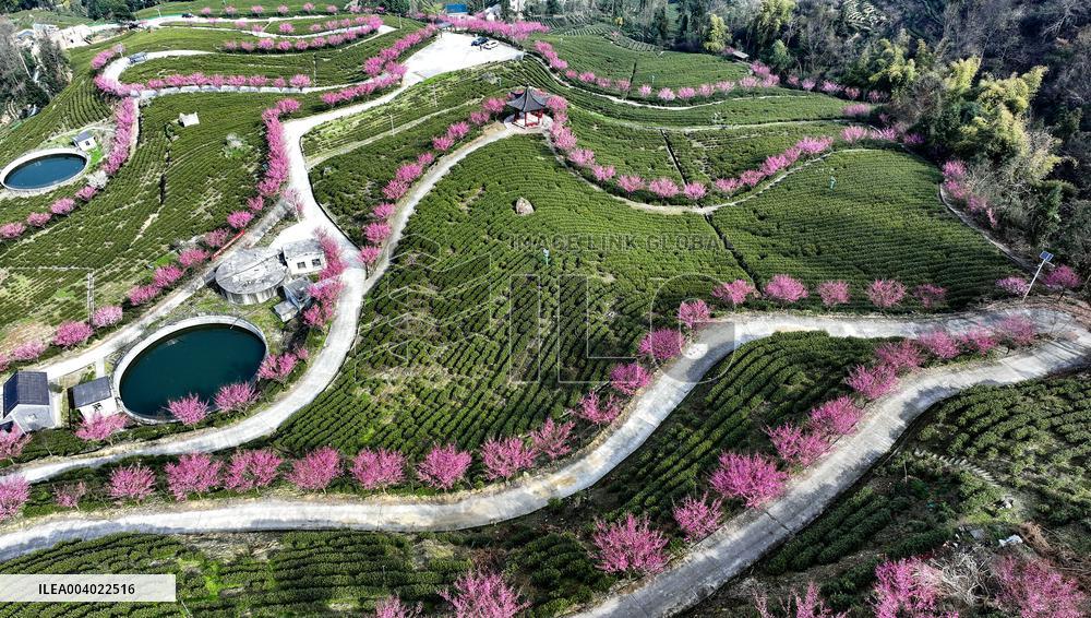 Tea Plantation in Yichang