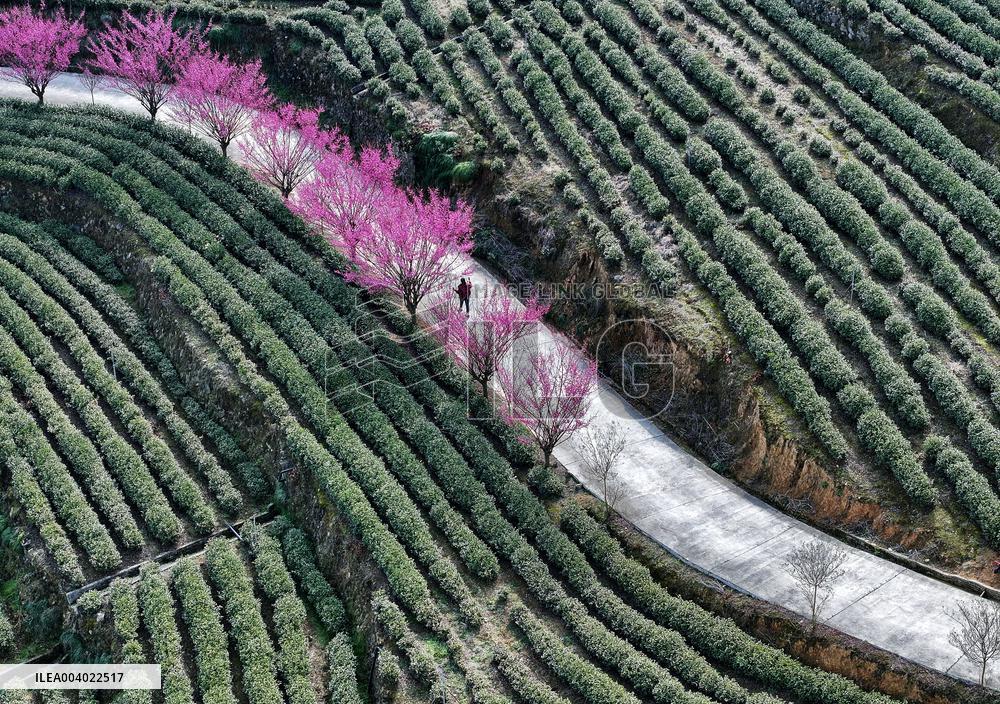 Tea Plantation in Yichang