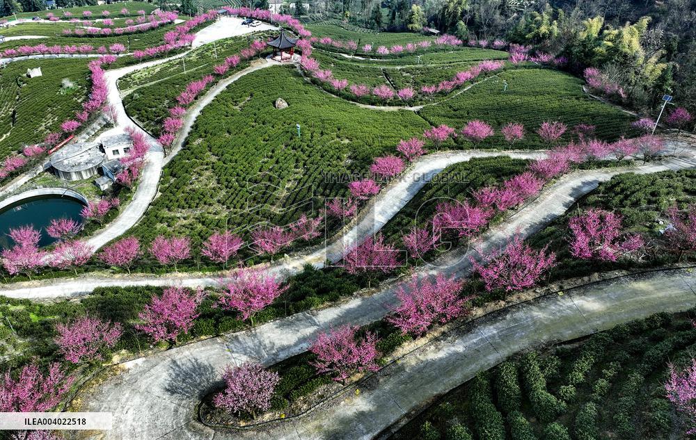 Tea Plantation in Yichang