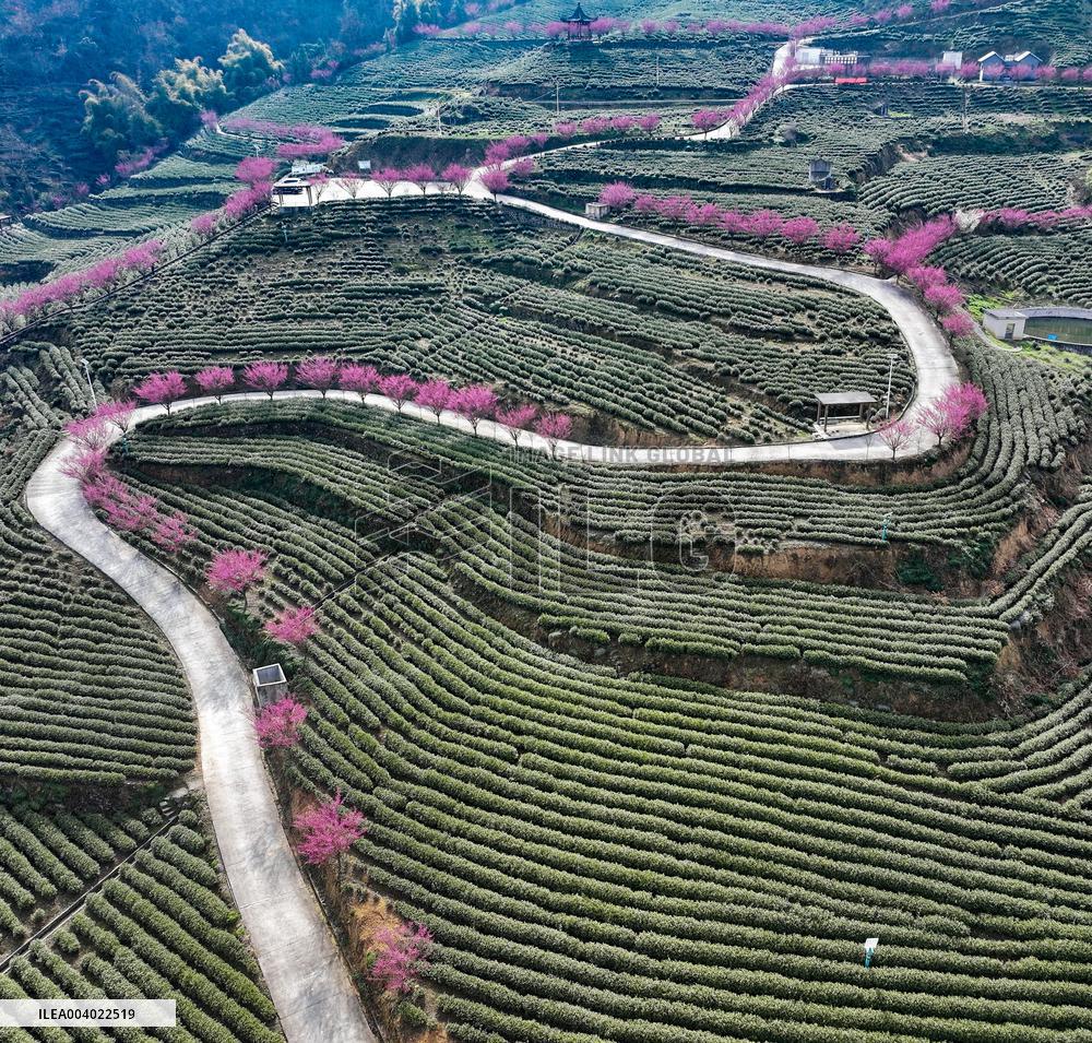 Tea Plantation in Yichang