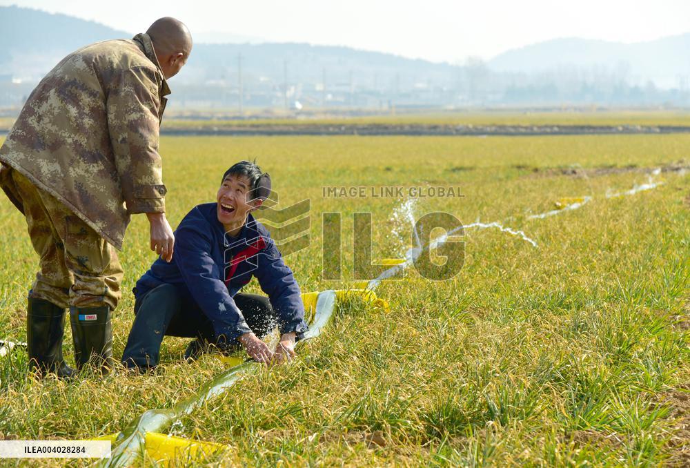 Wheat Irrigate in Zaozhuang