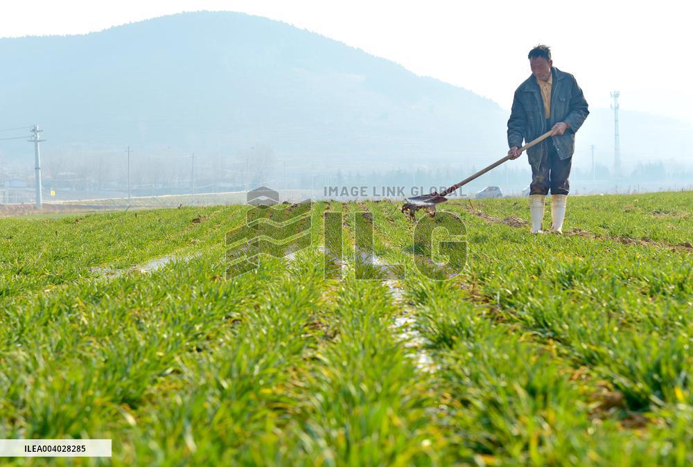 Wheat Irrigate in Zaozhuang