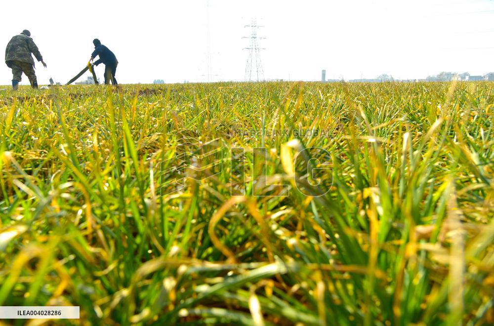 Wheat Irrigate in Zaozhuang