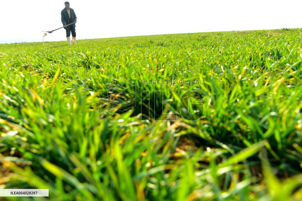 Wheat Irrigate in Zaozhuang