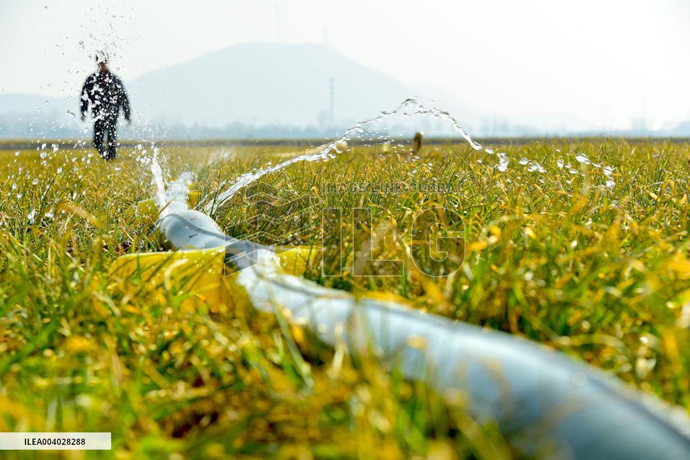 Wheat Irrigate in Zaozhuang