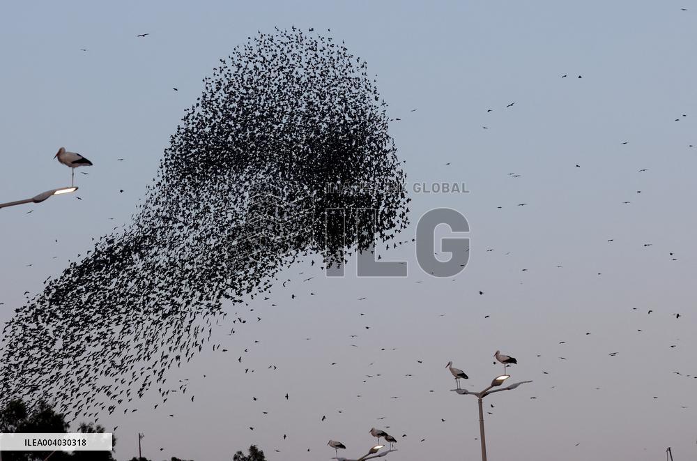 Starlings Are Seen Above the Negev Desert - Israeli