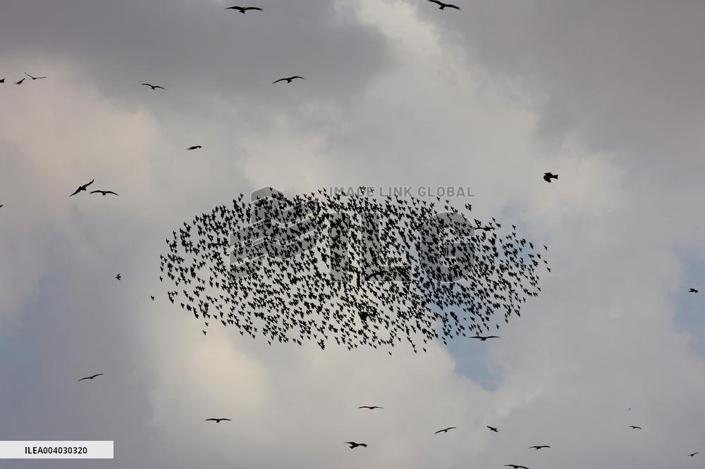 Starlings Are Seen Above the Negev Desert - Israeli