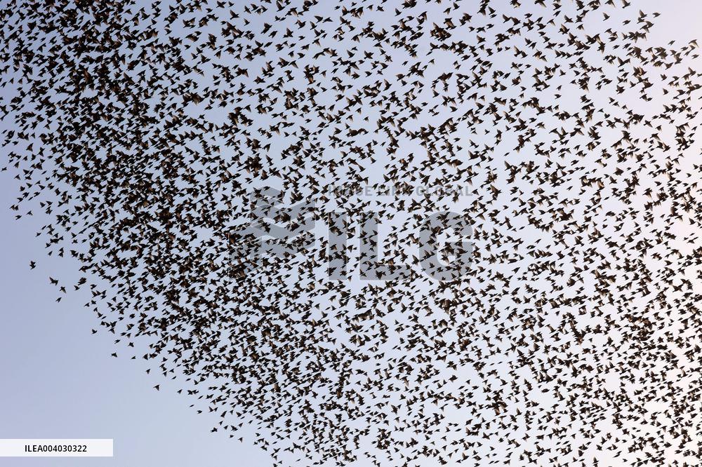 Starlings Are Seen Above the Negev Desert - Israeli