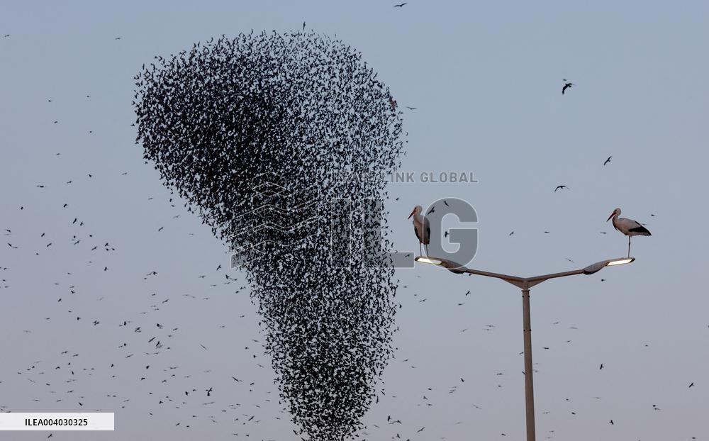 Starlings Are Seen Above the Negev Desert - Israeli
