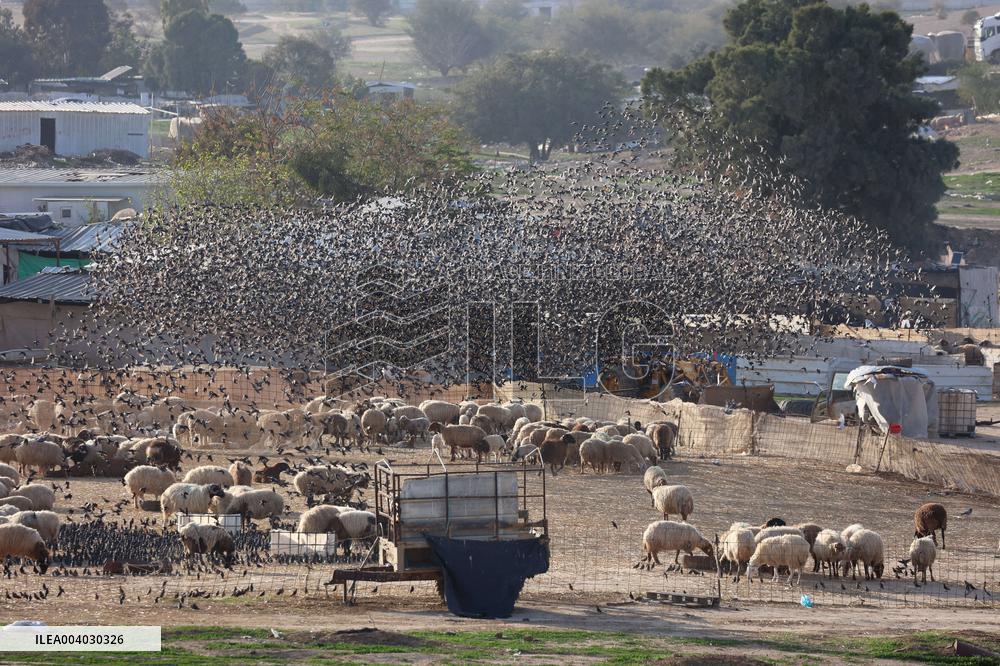 Starlings Are Seen Above the Negev Desert - Israeli