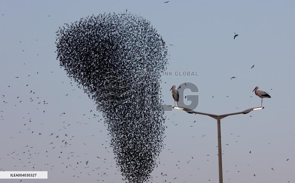 Starlings Are Seen Above the Negev Desert - Israeli