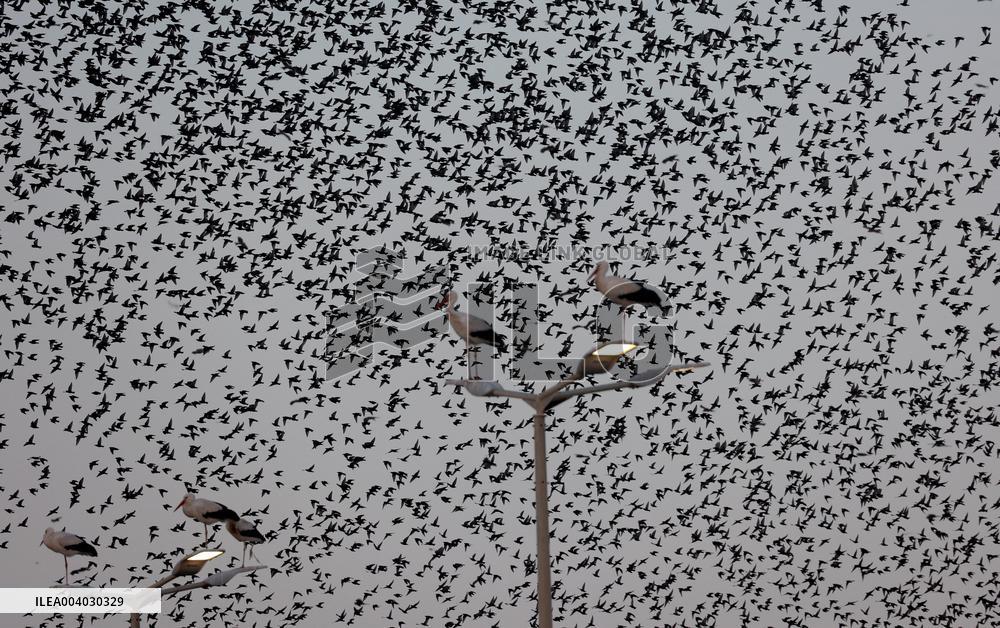 Starlings Are Seen Above the Negev Desert - Israeli
