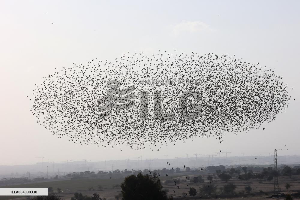 Starlings Are Seen Above the Negev Desert - Israeli