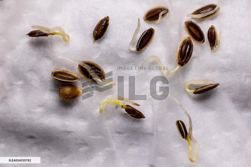 Seed germination