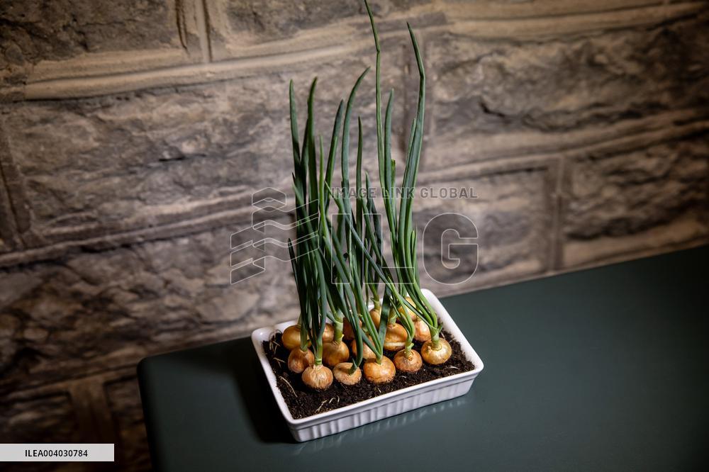 Growing onions