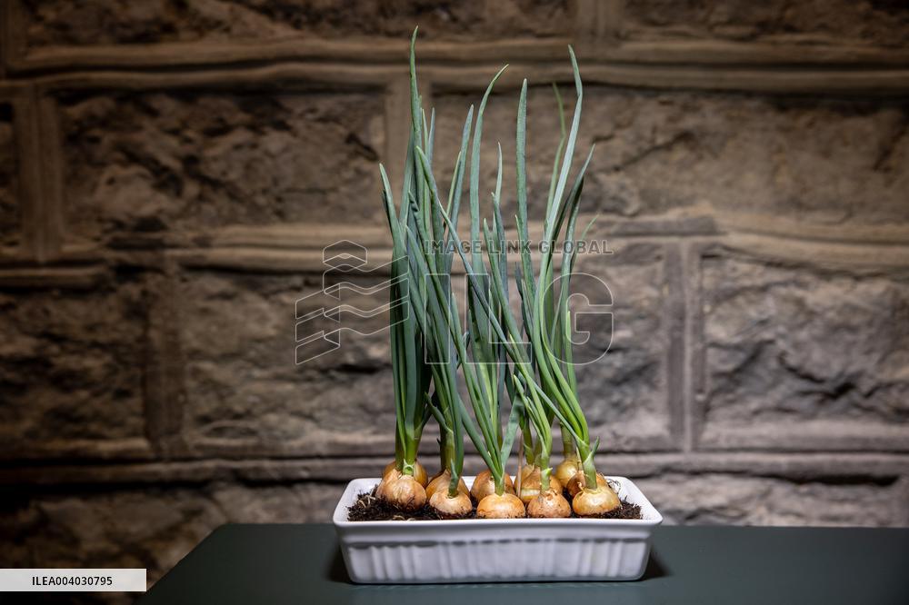 Growing onions