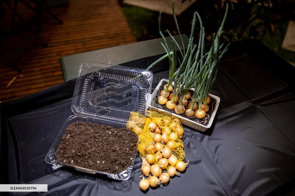 Growing onions