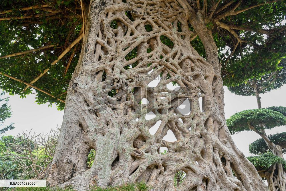 Shaped Mushroom Cloud Tree