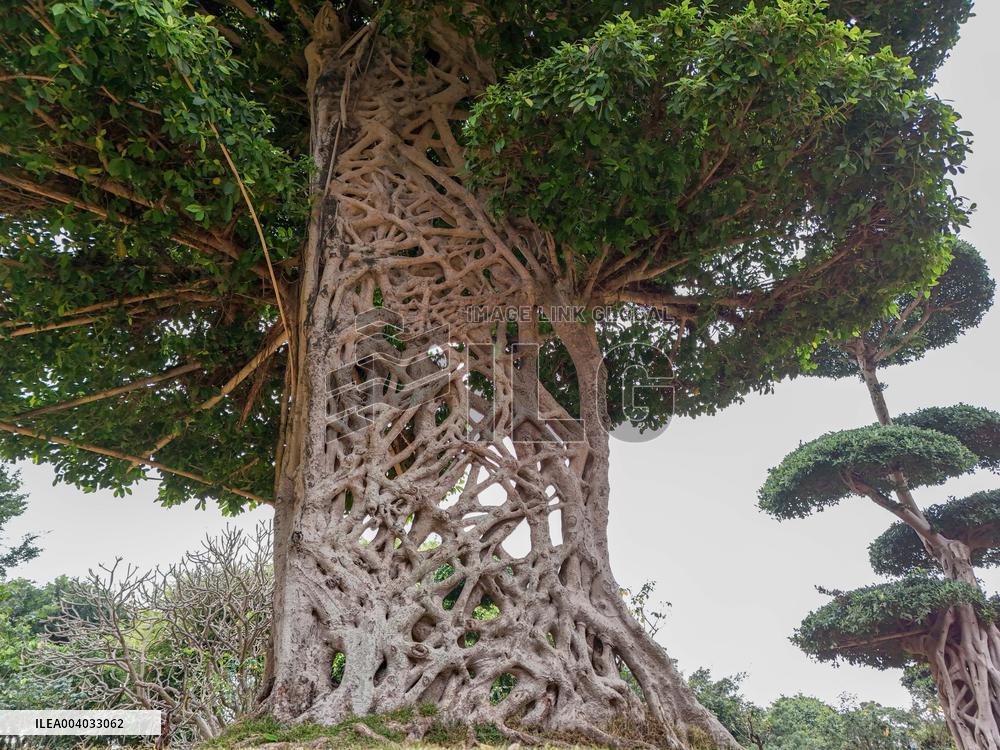 Shaped Mushroom Cloud Tree