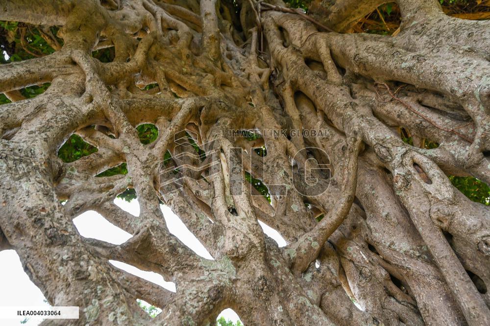 Shaped Mushroom Cloud Tree