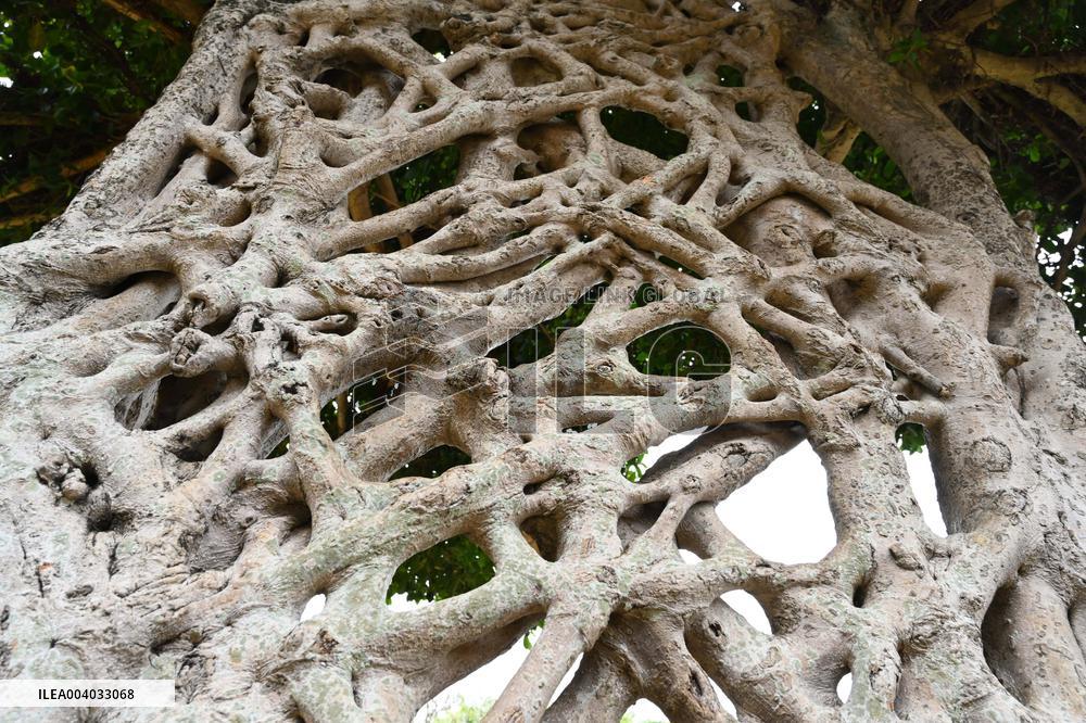 Shaped Mushroom Cloud Tree