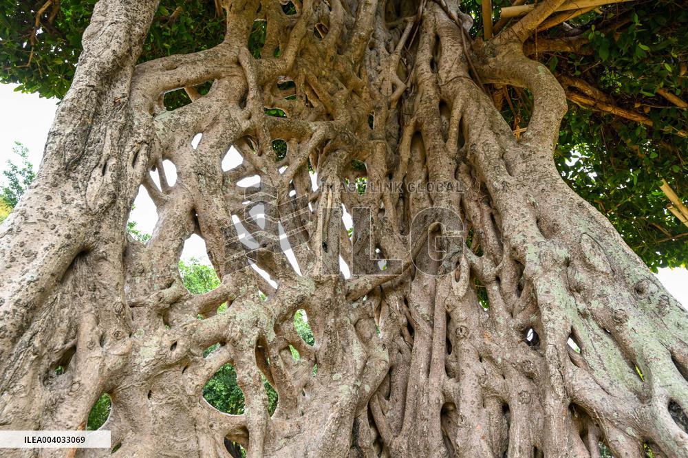 Shaped Mushroom Cloud Tree