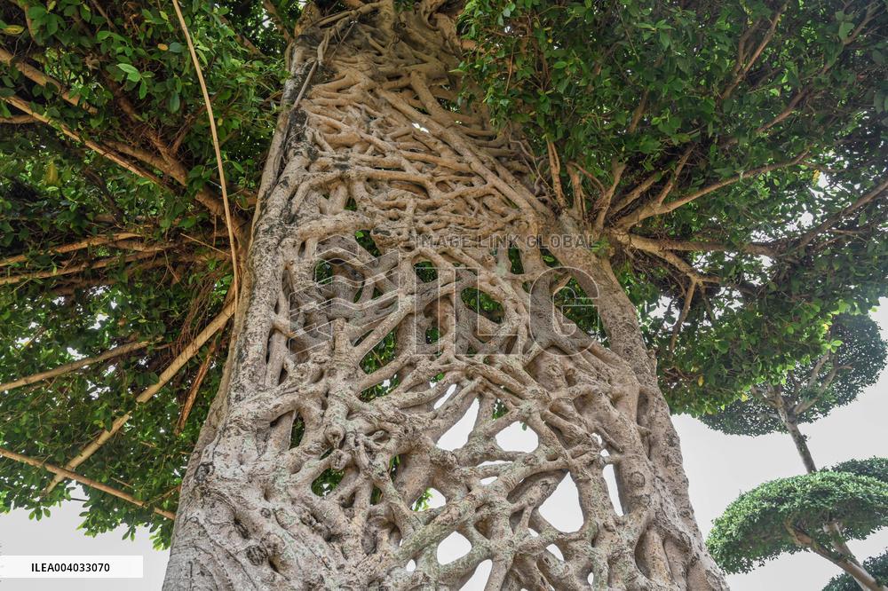 Shaped Mushroom Cloud Tree