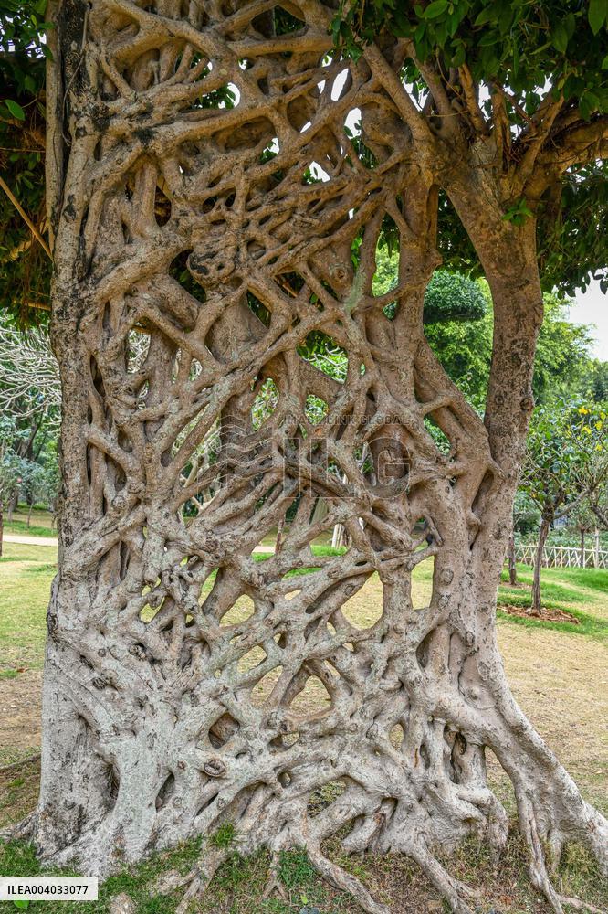 Shaped Mushroom Cloud Tree