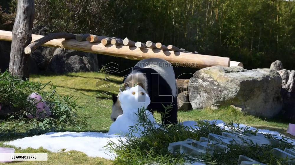 Giant panda at western Japan zoo