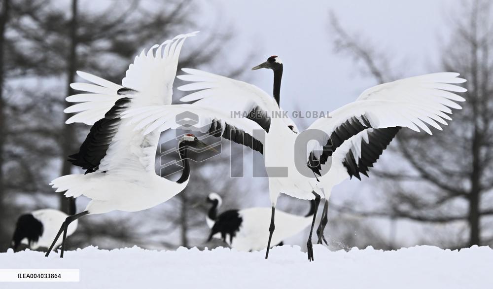 Red-crowned cranes in Hokkaido
