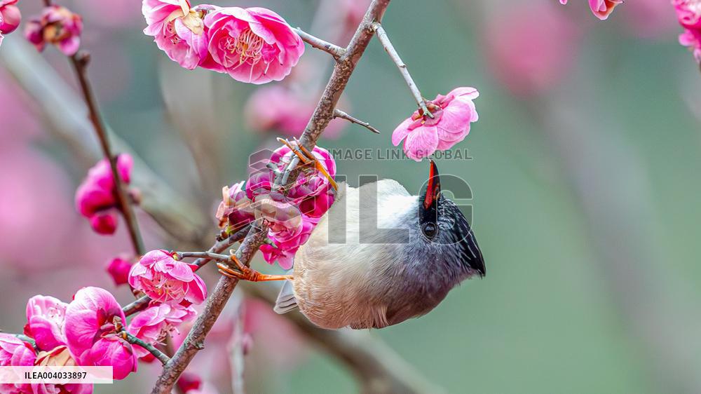 Bird Among Plum Blossoms in Chongqing