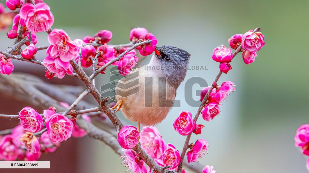 Bird Among Plum Blossoms in Chongqing