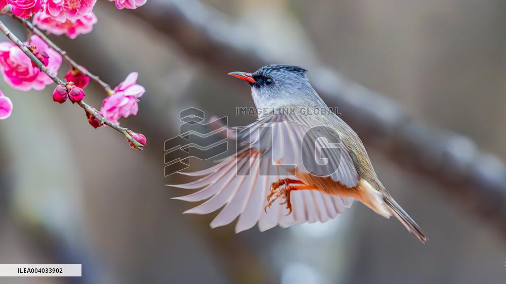 Bird Among Plum Blossoms in Chongqing