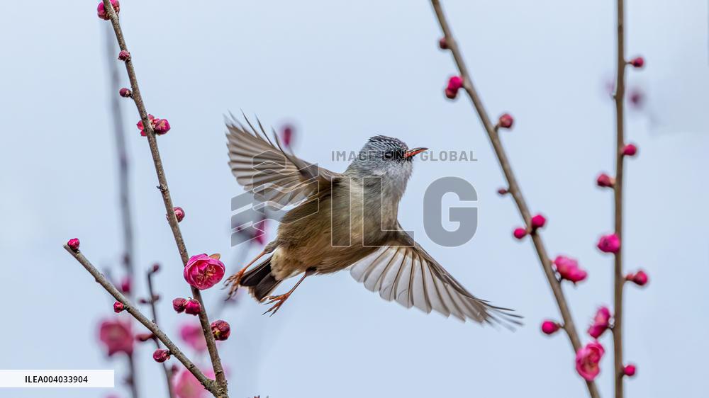 Bird Among Plum Blossoms in Chongqing