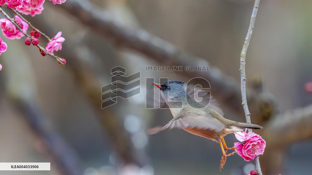 Bird Among Plum Blossoms in Chongqing
