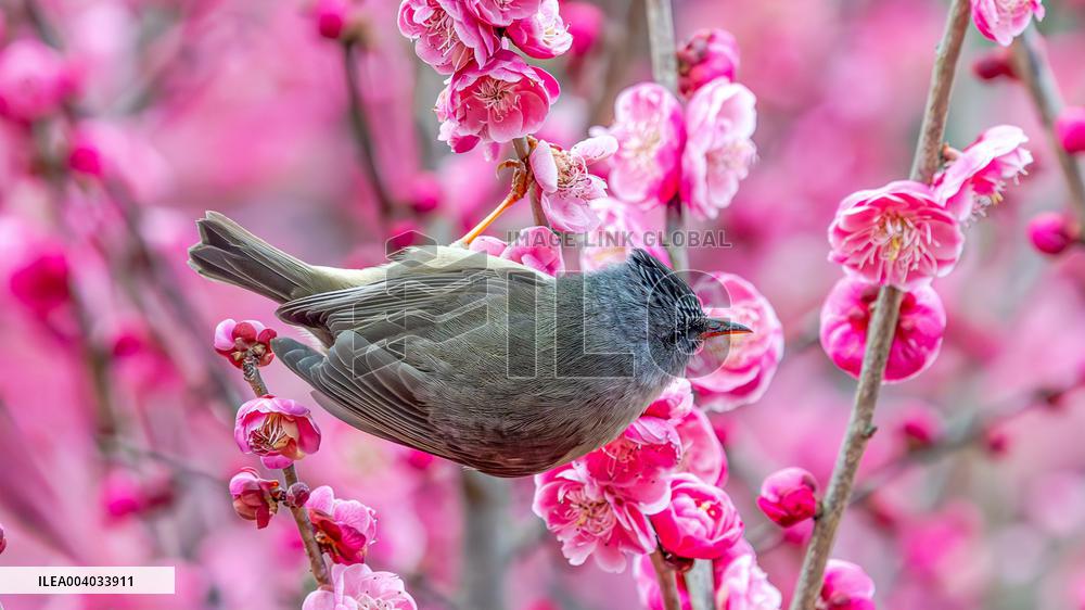 Bird Among Plum Blossoms in Chongqing