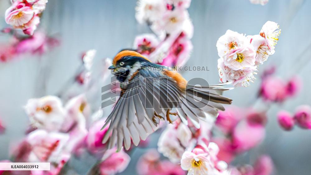 Bird Among Plum Blossoms in Chongqing