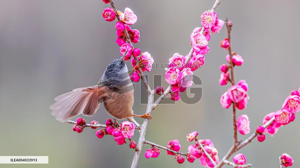 Bird Among Plum Blossoms in Chongqing