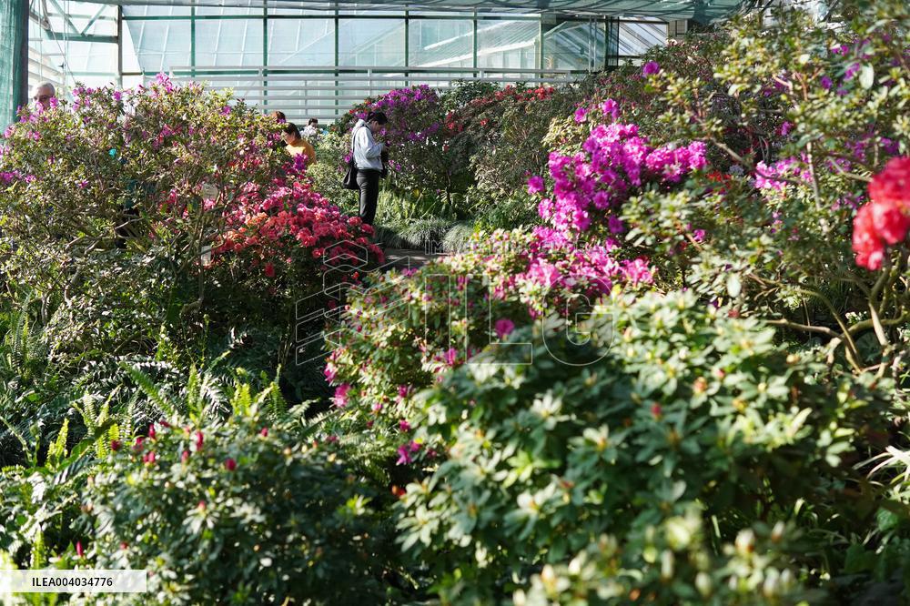 Azaleas and camellias bloom in Kyivs Hryshko Botanical Garden