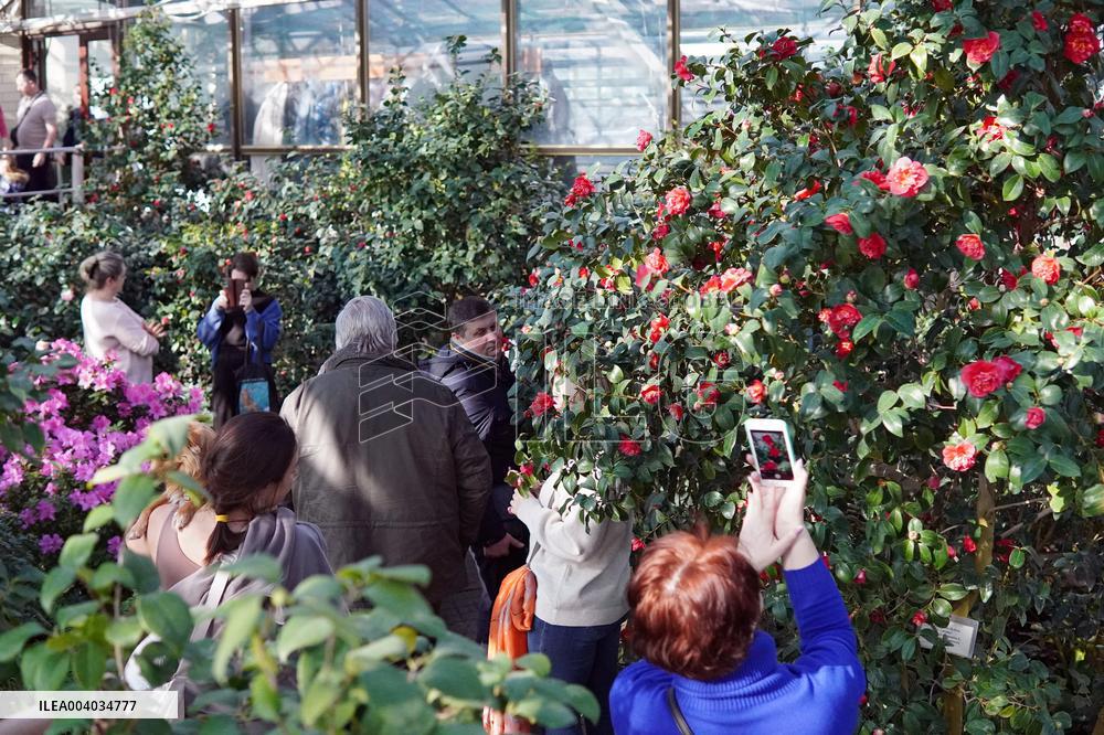 Azaleas and camellias bloom in Kyivs Hryshko Botanical Garden