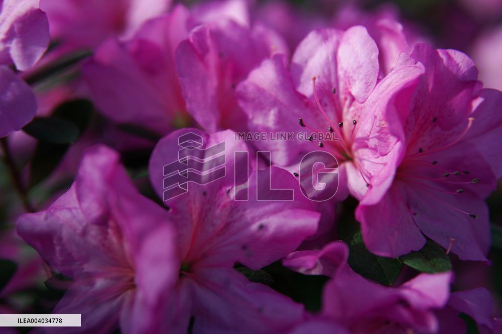 Azaleas and camellias bloom in Kyivs Hryshko Botanical Garden