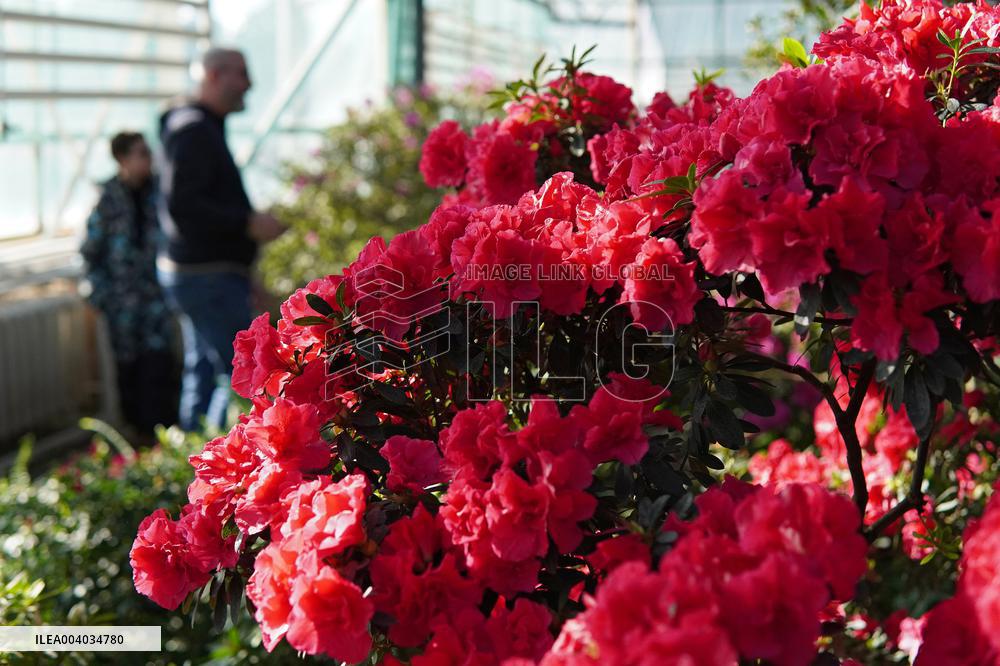 Azaleas and camellias bloom in Kyivs Hryshko Botanical Garden