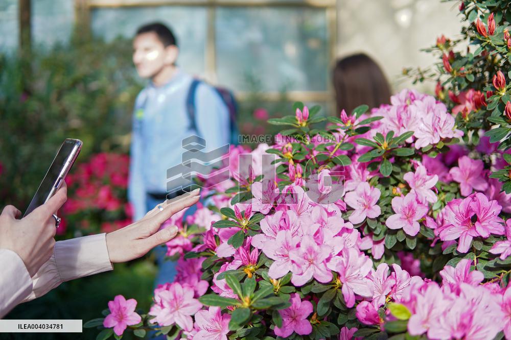 Azaleas and camellias bloom in Kyivs Hryshko Botanical Garden