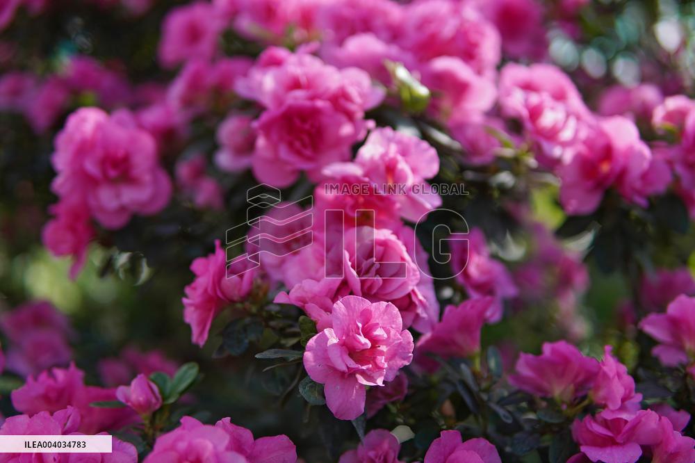 Azaleas and camellias bloom in Kyivs Hryshko Botanical Garden