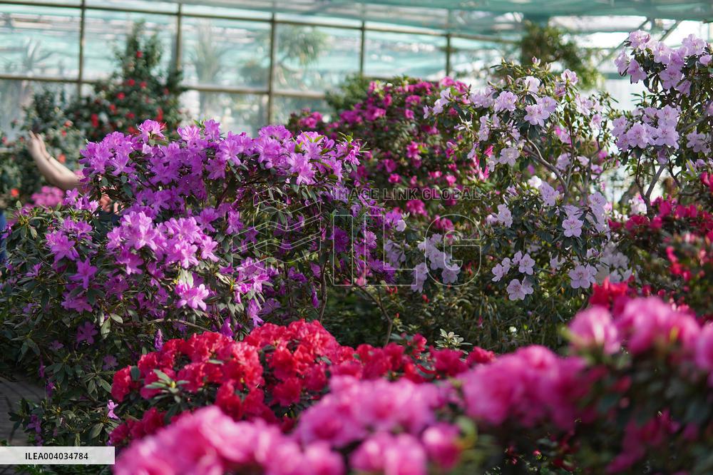 Azaleas and camellias bloom in Kyivs Hryshko Botanical Garden