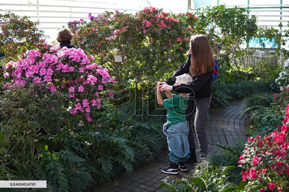 Azaleas and camellias bloom in Kyivs Hryshko Botanical Garden