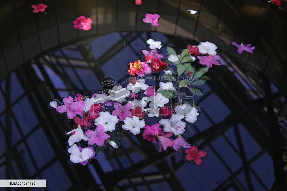 Azaleas and camellias bloom in Kyivs Hryshko Botanical Garden