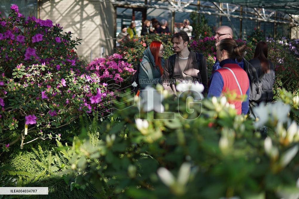 Azaleas and camellias bloom in Kyivs Hryshko Botanical Garden