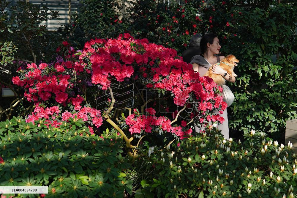 Azaleas and camellias bloom in Kyivs Hryshko Botanical Garden